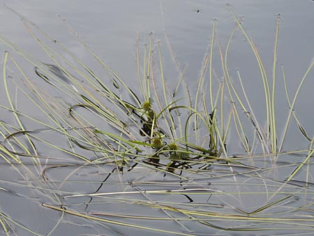 Sparganium angustifolium \ Schmalblttriger Igelkolben, S Fjällbacka 8.8.2010