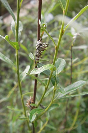 Salix rosmarinifolia \ Rosmarin-Weide / Rosemary Leaf Willow, S Helsingborg 2.8.2010