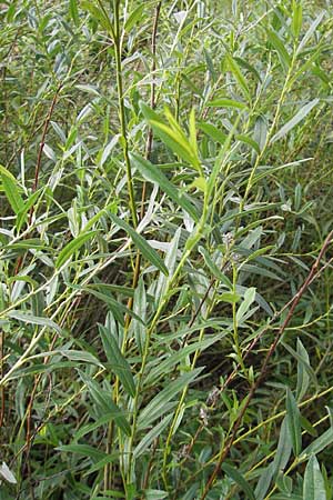 Salix rosmarinifolia \ Rosmarin-Weide / Rosemary Leaf Willow, S Helsingborg 2.8.2010