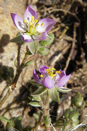 Spergularia media \ Flgelsamige Schuppenmiere / Greater Sea Spurrey, S Varberg 4.8.2010