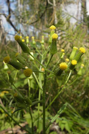 Senecio sylvaticus \ Wald-Greiskraut, S Vänersborg 12.8.2010