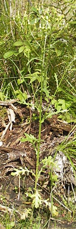 Senecio sylvaticus \ Wald-Greiskraut / Heath Groundsel, S Vänersborg 12.8.2010