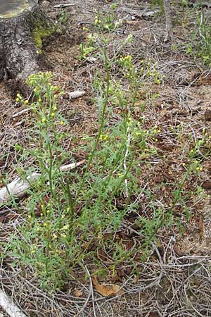 Senecio sylvaticus \ Wald-Greiskraut / Heath Groundsel, S Vänersborg 12.8.2010