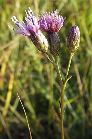 Serratula tinctoria \ Frber-Scharte / Saw Wort, S Öland, Ottenby 8.8.2009