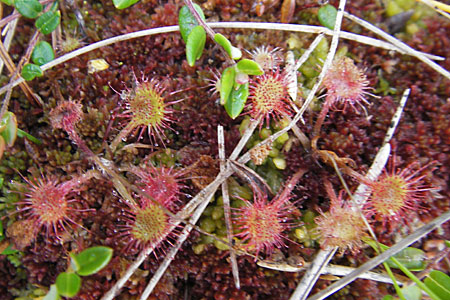 Drosera rotundifolia \ Rundblttriger Sonnentau / Round-Leaved Sundew, S Norra Kvill 11.8.2009