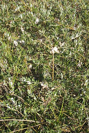 Salix repens \ Kriech-Weide / Creeping Willow, S Beddinge Strand 5.8.2009