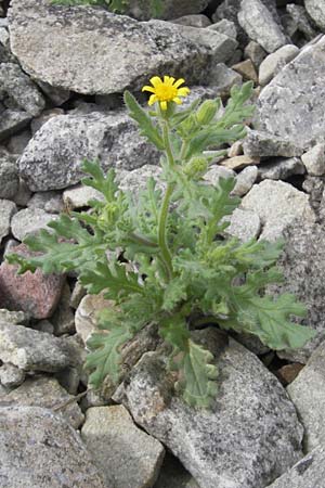 Senecio viscosus \ Klebriges Greiskraut, S Torekov 3.8.2010