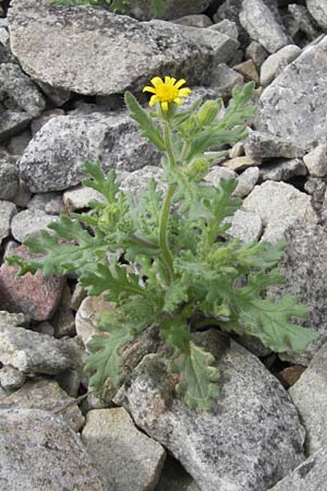 Senecio viscosus \ Klebriges Greiskraut / Sticky Groundsel, S Torekov 3.8.2010