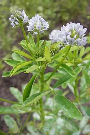 Trigonella caerulea \ Schabzigerklee / Blue Fenugreek, S Botan. Gar.  Universit.  Uppsala 28.8.2010