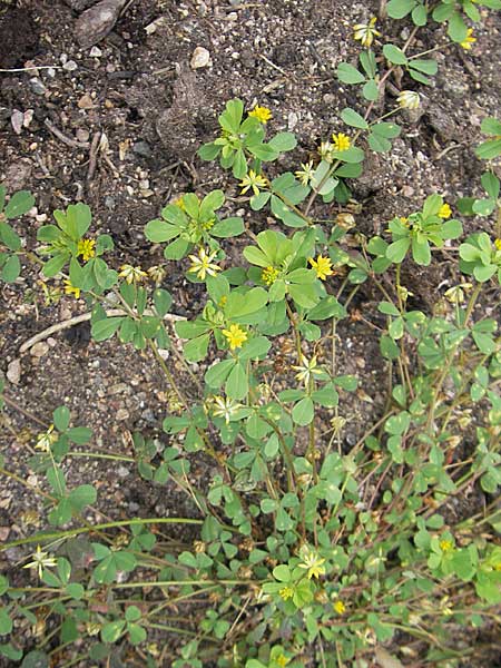 Trifolium dubium \ Faden-Klee, Zweifelhafter Klee, S Helsingborg 2.8.2010