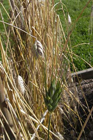 Triticum durum \ Hart-Weizen, S Botan. Gar.  Universit.  Uppsala 28.8.2010