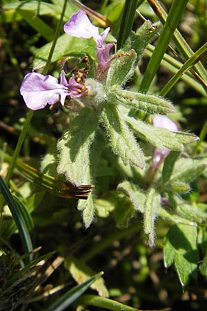 Teucrium scordium / Water Germander, S Öland, Stora Alvaret, Möckel Mossen 8.8.2009