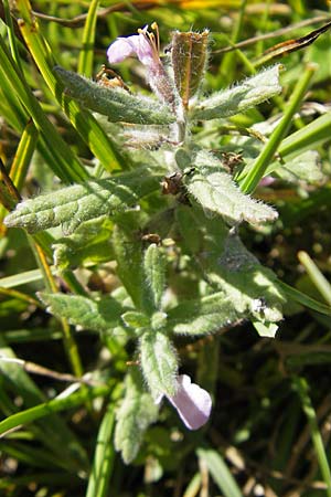 Teucrium scordium \ Knoblauch-Gamander / Water Germander, S Öland, Stora Alvaret, Möckel Mossen 8.8.2009