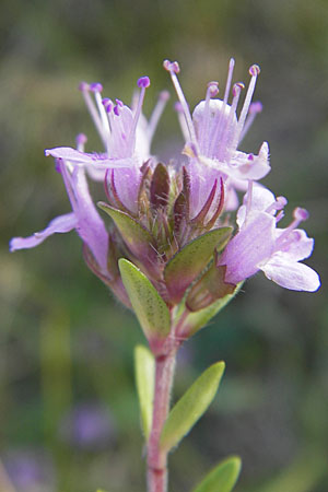 Thymus serpyllum \ Sand-Thymian, S Ystad 5.8.2009