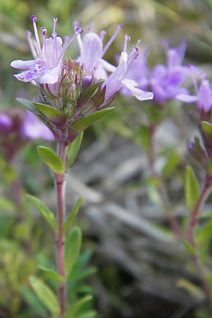 Thymus serpyllum \ Sand-Thymian, S Ystad 5.8.2009