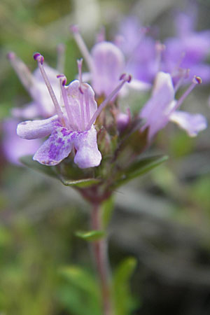 Thymus serpyllum \ Sand-Thymian, S Ystad 5.8.2009