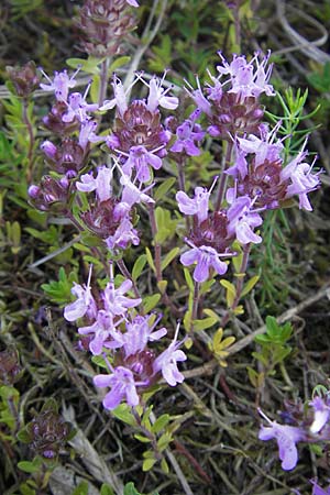 Thymus serpyllum \ Sand-Thymian, S Ystad 5.8.2009