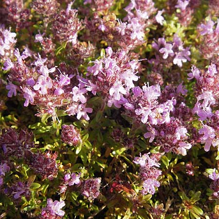 Thymus serpyllum \ Sand-Thymian, S Ystad 6.8.2009