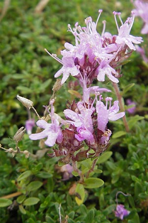 Thymus serpyllum \ Sand-Thymian / Breckland Thyme, S Halmstad 14.8.2010