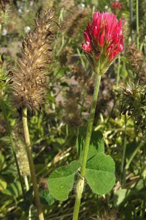 Trifolium incarnatum subsp. incarnatum \ Gewhnlicher Inkarnat-Klee / Crimson Clover, S Botan. Gar.  Universit.  Uppsala 28.8.2010