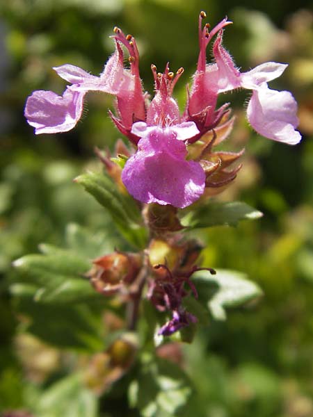 Teucrium lucidum \ Glnzender Gamander, Leuchtender Gamander Gamander / Shining Germander, S Botan. Gar.  Universit.  Uppsala 28.8.2010