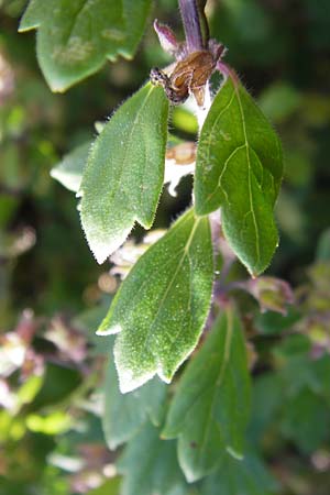 Teucrium lucidum \ Glnzender Gamander, Leuchtender Gamander Gamander / Shining Germander, S Botan. Gar.  Universit.  Uppsala 28.8.2010