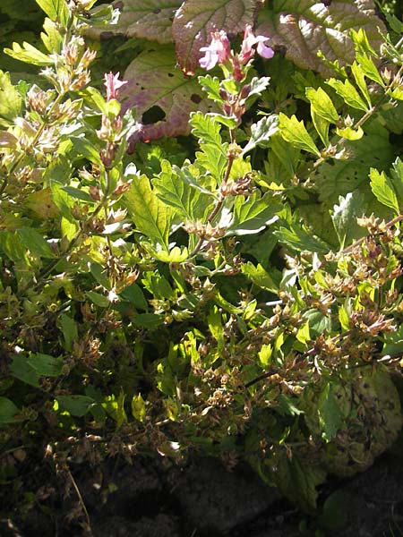 Teucrium lucidum / Shining Germander, S Botan. Gar.  Universit.  Uppsala 28.8.2010