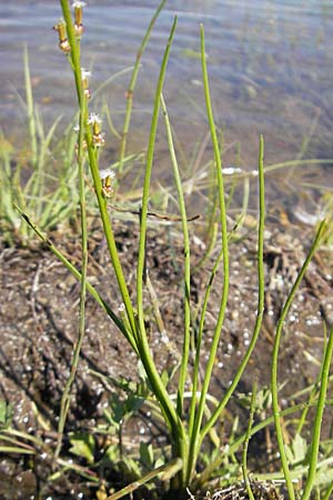 Triglochin palustris \ Sumpf-Dreizack / Marsh Arrowgrass, S Öland, Stora Alvaret, Möckel Mossen 8.8.2009