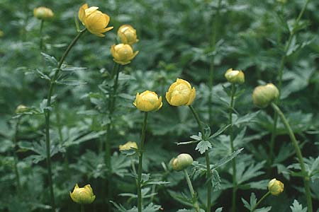 Trollius europaeus \ Trollblume / Globe Flower, S Jokkmokk 18.6.1995