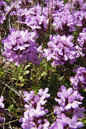 Thymus serpyllum \ Sand-Thymian, S Öland, Stora Alvaret, Möckel Mossen 8.8.2009