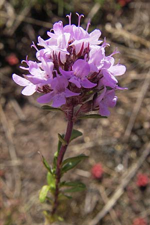 Thymus serpyllum \ Sand-Thymian, S Öland, Stora Alvaret, Möckel Mossen 8.8.2009