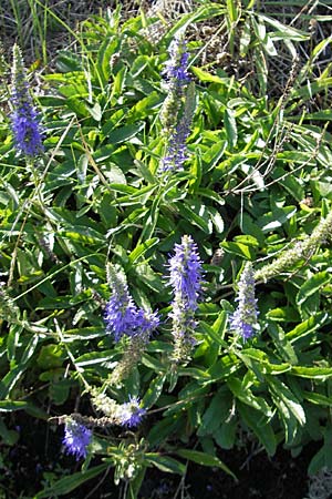 Veronica spicata \ hriger Blauweiderich, hriger Ehrenpreis / Spiked Speedwell, S Kullaberg 13.8.2009