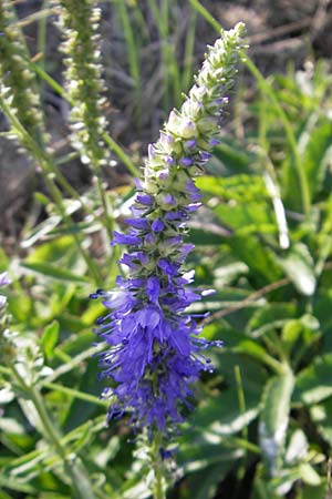 Veronica spicata / Spiked Speedwell, S Kullaberg 13.8.2009