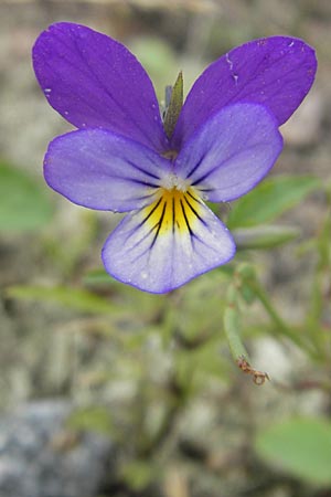 Viola tricolor \ Wildes Stiefmtterchen / Heartsease, Wild Pansy, S Fjärs Bräcka 5.8.2010