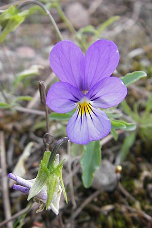 Viola tricolor \ Wildes Stiefmtterchen / Heartsease, Wild Pansy, S Fjärs Bräcka 5.8.2010