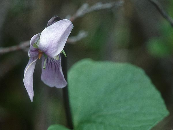 Viola epipsila \ Torf-Veilchen / Dwarf Marsh Violet, S Muddus National-Park 17.6.1995