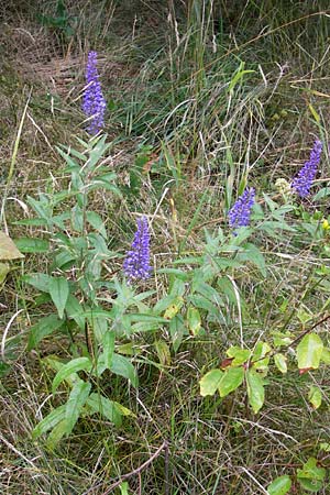 Veronica longifolia / Longleaf Speedwell, S Trollhättan 11.8.2010