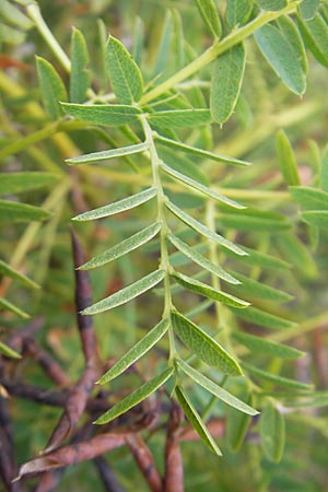 Vicia orobus \ Orber Wicke, Heide-Wicke, S Botan. Gar.  Universit.  Uppsala 28.8.2010