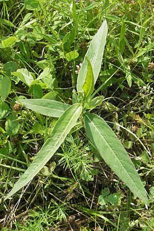 Persicaria amphibia / Water Knotweed, Willow Grass, S Tanum 9.8.2010