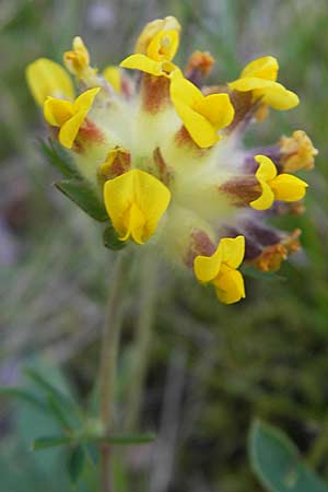 Anthyllis vulneraria subsp. vulneraria \ Gewhnlicher Wundklee, Echter Wundklee / Common Kidney Vetch, S Simrishamn, Brösarp 7.8.2009