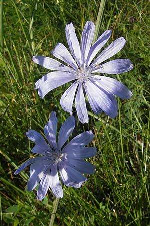 Cichorium intybus \ Gemeine Wegwarte, Zichorie / Chicory, S Öland, Stora Alvaret 8.8.2009