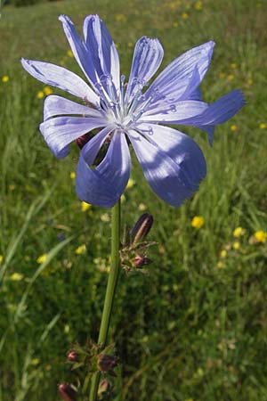 Cichorium intybus \ Gemeine Wegwarte, Zichorie, S Öland, Stora Alvaret 8.8.2009