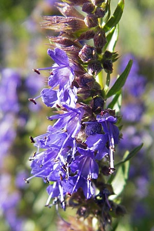 Hyssopus officinalis \ Ysop, Isop, S Glimmingehus 6.8.2009