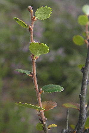 Betula nana \ Zwerg-Birke / Dwarf Birch, S Store Mosse 12.8.2009