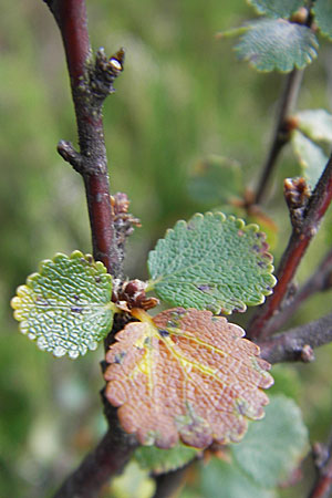 Betula nana \ Zwerg-Birke / Dwarf Birch, S Store Mosse 12.8.2009