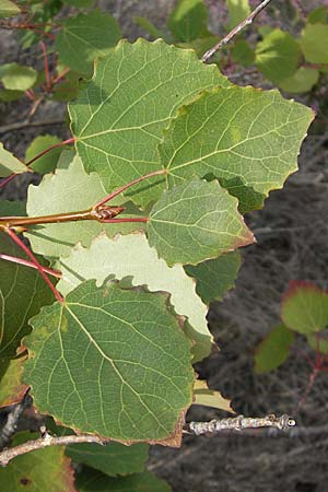 Populus tremula / Aspen, S Orust 7.8.2010