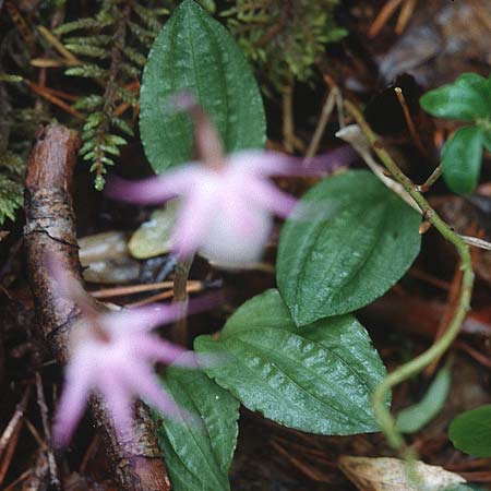 Calypso bulbosa / Calypso, Fairy Slipper Orchid, S  Muddus National-Park 17.6.1995 