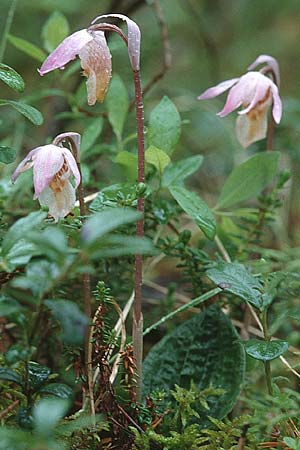 Calypso bulbosa \ Norne, Knollige Calypso / Calypso, Fairy Slipper Orchid, S  Muddus National-Park 17.6.1995 