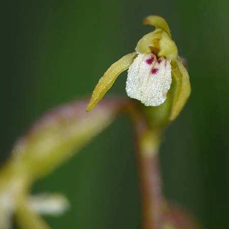 Corallorrhiza trifida \ Korallenwurz / Coral-root Orchid, S  Abisko 8.7.2016 (Photo: Christoph Gerbersmann)