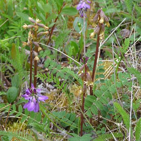 Corallorrhiza trifida / Coral-root Orchid, S  Abisko 10.7.2016 (Photo: Christoph Gerbersmann)